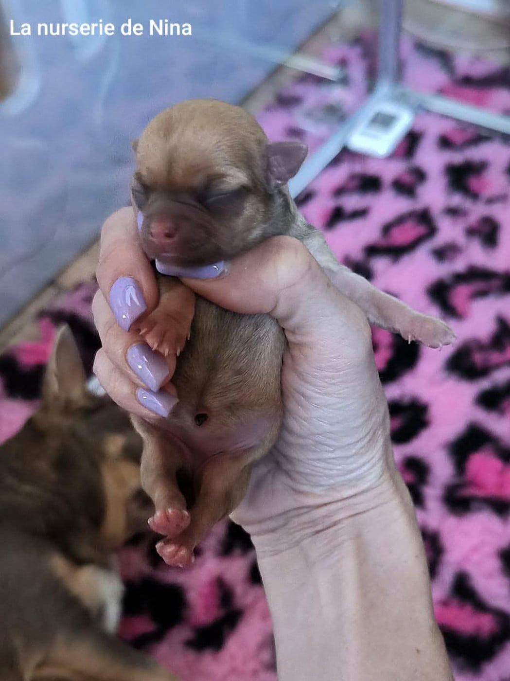 B - Chihuahua