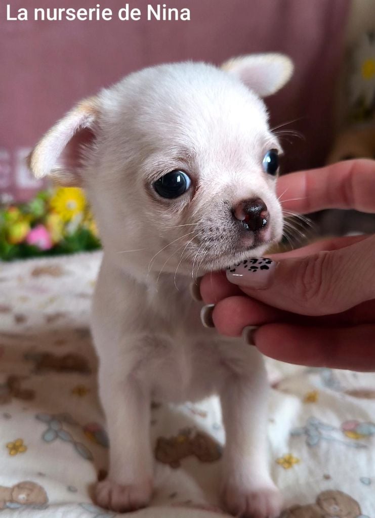 Aladin est réservé pour une dame au grand coeur