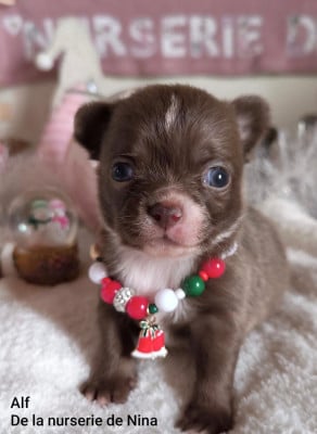 Les chiots de Chihuahua