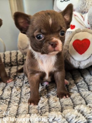 Les chiots de Chihuahua