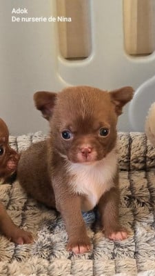 Les chiots de Chihuahua