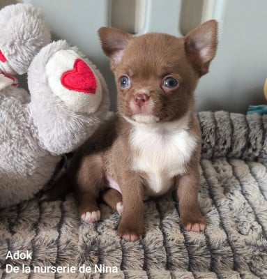 Les chiots de Chihuahua