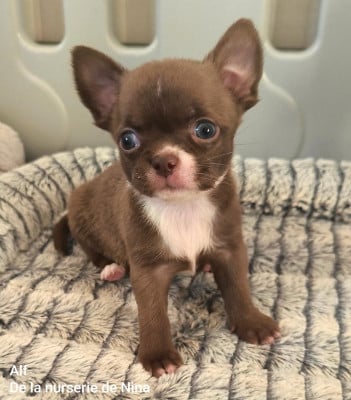 Les chiots de Chihuahua