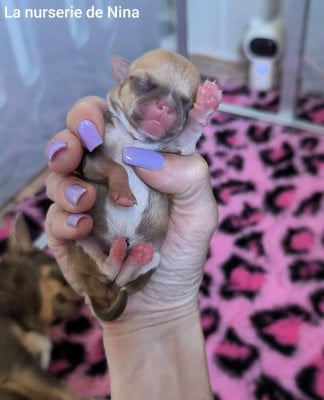 Les chiots de Chihuahua