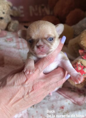 Les chiots de Chihuahua