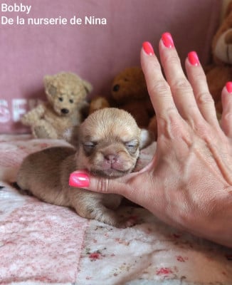 Les chiots de Chihuahua