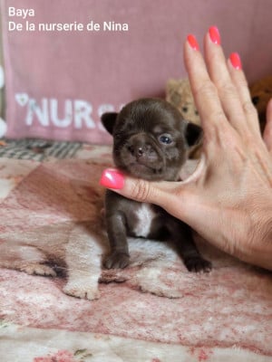Les chiots de Chihuahua