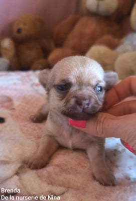 Les chiots de Chihuahua