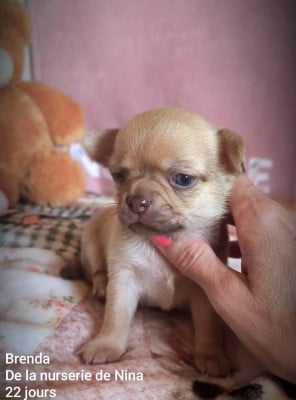 Les chiots de Chihuahua