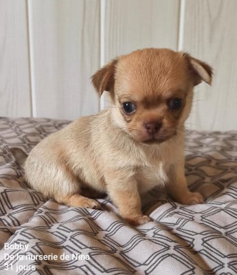 Les chiots de Chihuahua