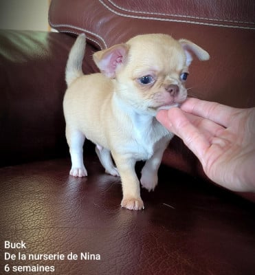 Les chiots de Chihuahua