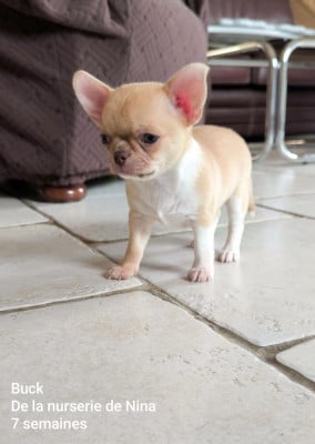 Les chiots de Chihuahua