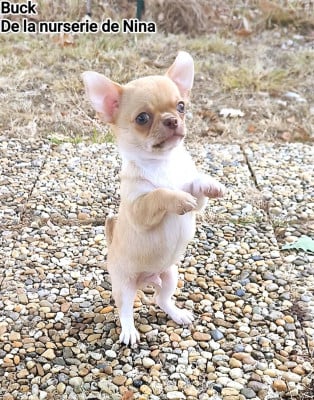 Les chiots de Chihuahua