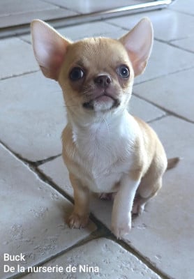 Les chiots de Chihuahua