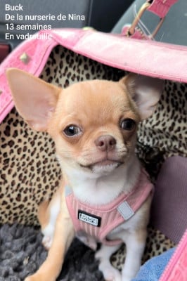 Les chiots de Chihuahua