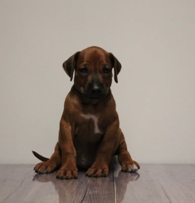 Les chiots de Rhodesian Ridgeback