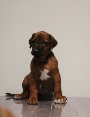 Les chiots de Rhodesian Ridgeback