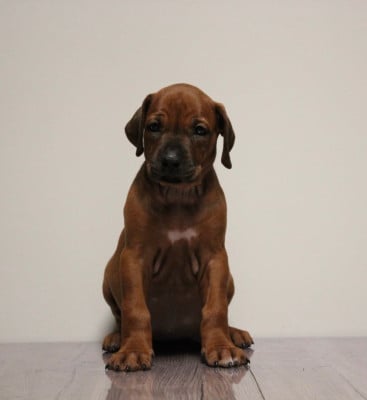 Les chiots de Rhodesian Ridgeback