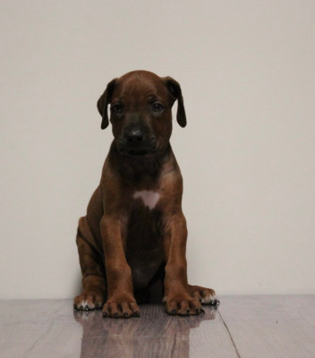 Les chiots de Rhodesian Ridgeback