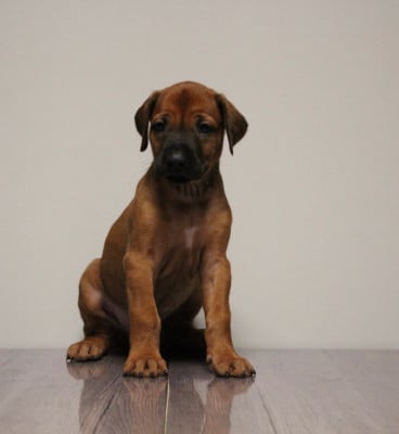 Les chiots de Rhodesian Ridgeback