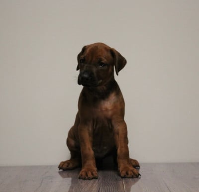 Les chiots de Rhodesian Ridgeback