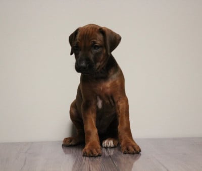 Les chiots de Rhodesian Ridgeback