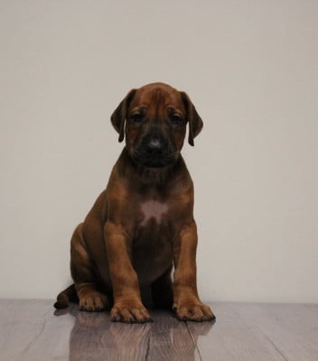 Les chiots de Rhodesian Ridgeback