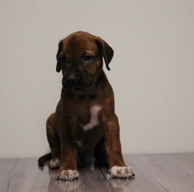 Les chiots de Rhodesian Ridgeback