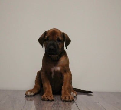 Les chiots de Rhodesian Ridgeback