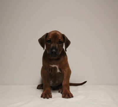 Les chiots de Rhodesian Ridgeback