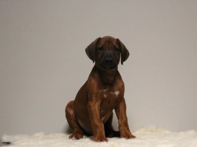 Les chiots de Rhodesian Ridgeback