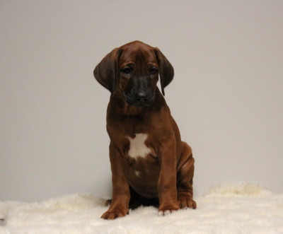 Les chiots de Rhodesian Ridgeback
