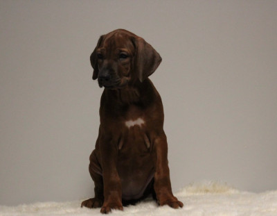 Les chiots de Rhodesian Ridgeback