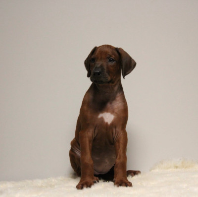 Les chiots de Rhodesian Ridgeback