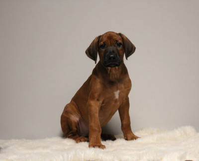 Les chiots de Rhodesian Ridgeback