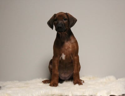 Les chiots de Rhodesian Ridgeback