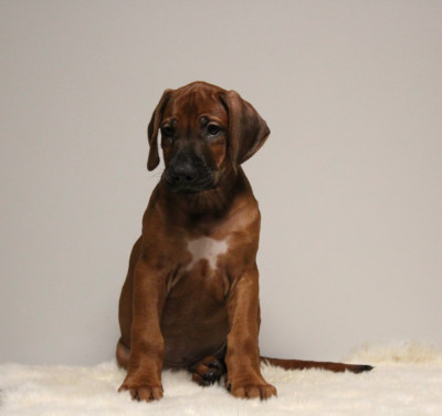 Les chiots de Rhodesian Ridgeback