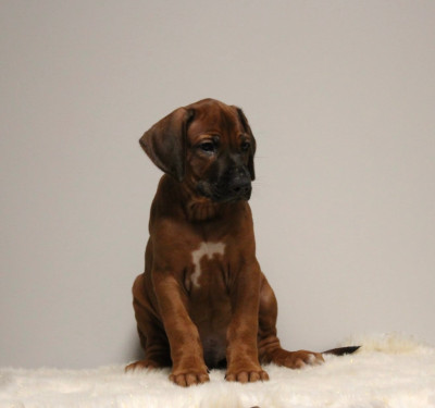 Les chiots de Rhodesian Ridgeback