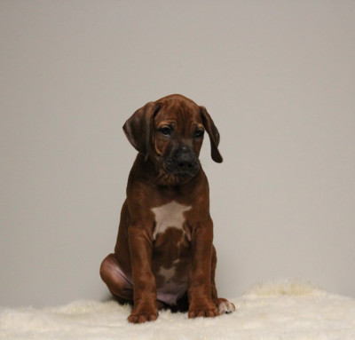 Les chiots de Rhodesian Ridgeback