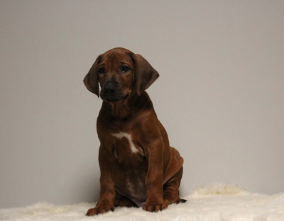 Les chiots de Rhodesian Ridgeback