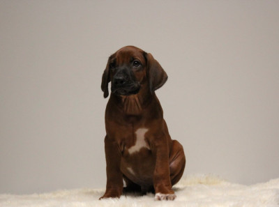 Les chiots de Rhodesian Ridgeback