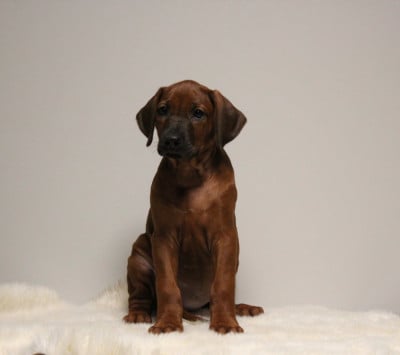 Les chiots de Rhodesian Ridgeback