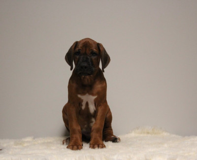 Les chiots de Rhodesian Ridgeback
