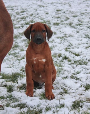 Les chiots de Rhodesian Ridgeback