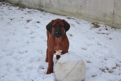 Les chiots de Rhodesian Ridgeback