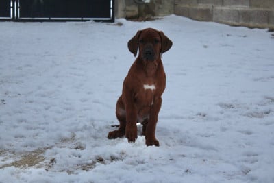 Les chiots de Rhodesian Ridgeback