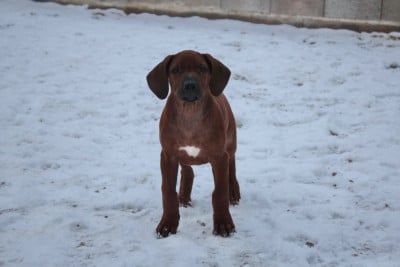 Les chiots de Rhodesian Ridgeback