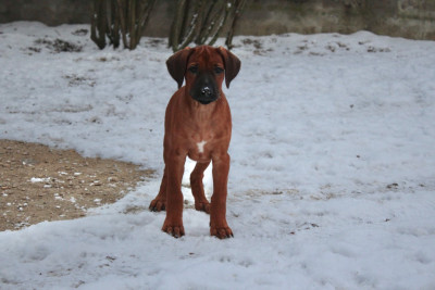 Les chiots de Rhodesian Ridgeback