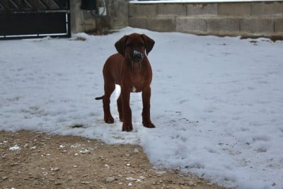 Les chiots de Rhodesian Ridgeback