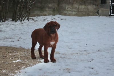 Les chiots de Rhodesian Ridgeback